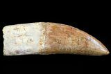 Carcharodontosaurus Tooth - Partially Rooted #71098-2